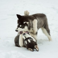 Siberian Husky playing in the snow in winter day