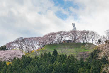 Fototapeta premium The Kannon statue and full bloom cherry blossoms (Sakura) at Fun