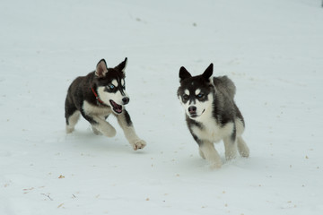 Siberian Husky playing in the snow in winter day