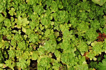 Fototapeta premium Sedum stonecrop close up view