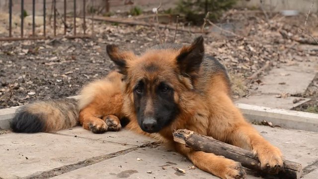 Fluffy German Shepherd dog chewing its favorite toy, wooden stick