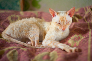 Beautiful cat with curly hair