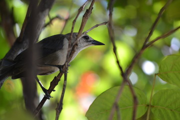 Vogel Auf Guadeloupe