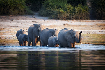 Herd of elephants crossing Chobe River, Chobe National Park, in Botswana