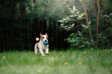 Dog Jack Russell Terrier walking