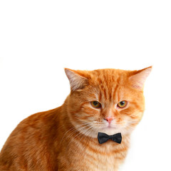 Handsome Male Cat with Black Bow Tie on White Background