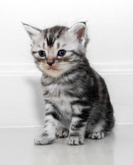 Cute American shorthair cat kitten with copy space