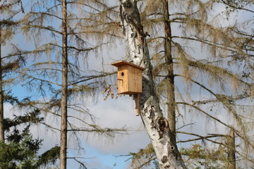 Bird box