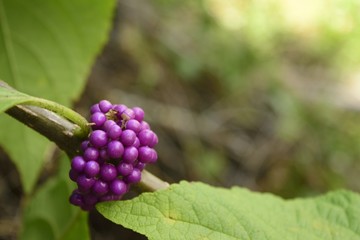 Bunch of purple berries and leaves with blurred background