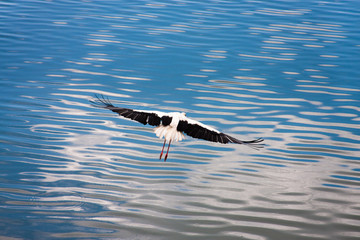 Flying white european stork on a blue water surface