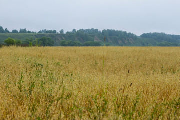 Yellow wheat fields