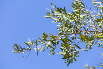 Green olive tree branches with fruits over blue sky