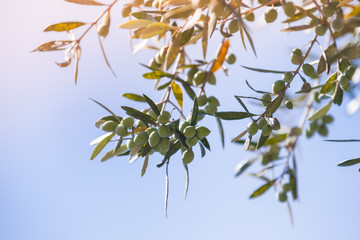 Green olive tree branches with fruits in sunlight