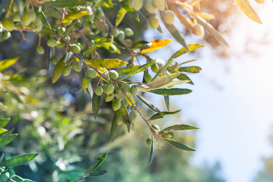 Olive tree branches with green fruits in sunlight