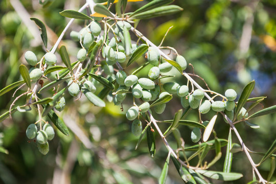Green olive tree branches with fruits in garden
