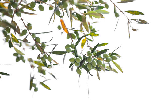 Green olive tree branches with fruits isolated