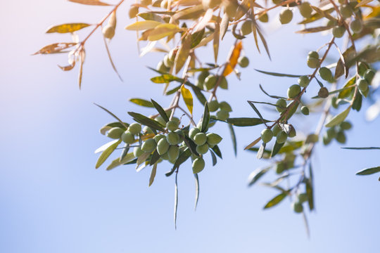 Green olive tree branches with fruits in sunlight