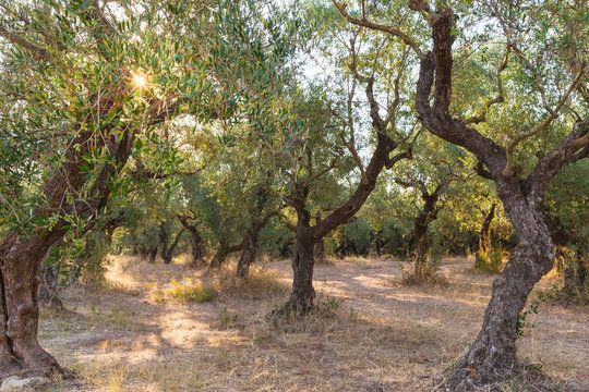 Olive trees in morning, traditional Greek garden