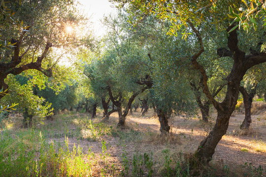 Olive trees with green fruits in morning sunlight