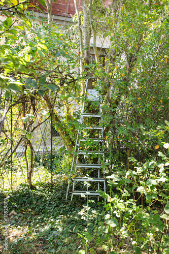 “tree; gardening; cutting; branch; ladder steps; equipment/ladder