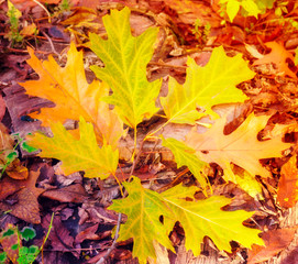 Autumn. Fall scene. forest in Sunlight Rays