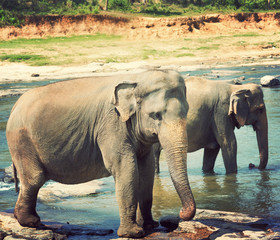 Pinnawala elephant Sri Lanka river safari