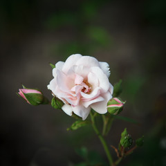 Beautiful pink rose on a dark background