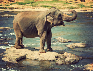 Fototapeta na wymiar Elephant Asia jungle