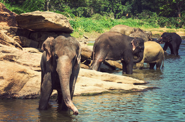 Elephant Sri Lanka park Pinnawala