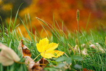 fallen autumn leaves on grass in sunny morning light