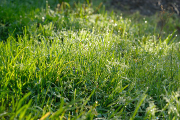 Fresh grass with dew drops.