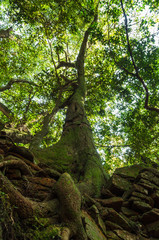 textura de raízes de uma velha árvore saindo de pedras