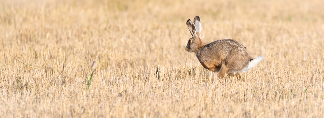 Feldhase (Lepus europaeus) rennt über ein abgemähtes Kornfeld Getreidefeld