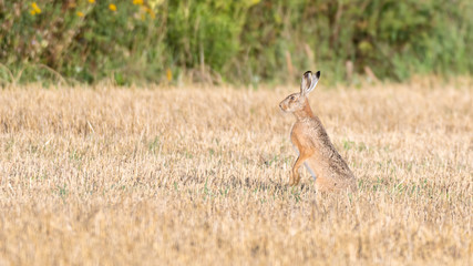 Feldhase (Lepus europaeus) gut getarnt auf einem abgemähten Kornfeld