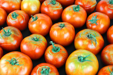 fresh farm picked tomatoes