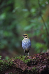 Blue pitta (Hydrornis cyaneus) male singing in Khao Yai National Park, Thailand 
