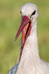 Weißstorch Storch (Ciconia ciconia) Portrait Porträt mit geöffnetem Schnabel