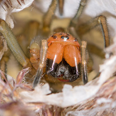 Ammen-Dornfinger (Cheiracanthium punctorium) Spinne Dornfingerspinne Ammen-Dornfingerspinne in ihrem Gespinst