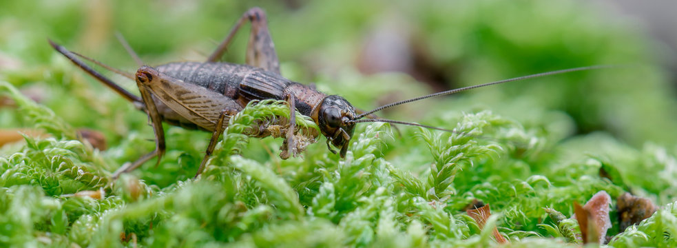 Grille Gryllus (Gryllidae) auf Moos im Wald
