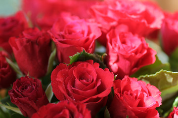 The bouquet of red roses in a vase