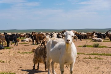 Ziegenherde in der mongolischen Steppe