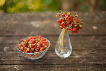 red berries on beautiful background