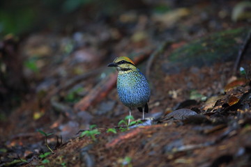 Blue pitta (Hydrornis cyaneus) male singing in Khao Yai National Park, Thailand 
