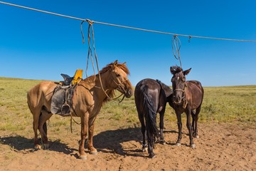 Reitpferde in der mongolischen Steppe