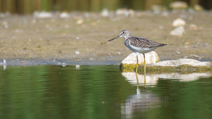 Grünschenkel (Tringa nebularia) im flachen Tümpel im Wasser laufend