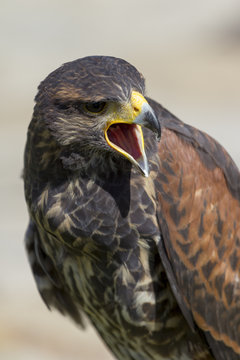 Falcon closeup