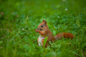 red squirrel in wild