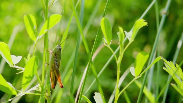 Grasshopper jumping from grass, slow motion 500fps