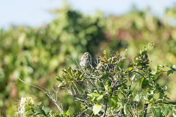 Song Sparrow dozing