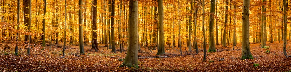 Foto auf Alu-Dibond Wald Panorama im Herbst © eyetronic